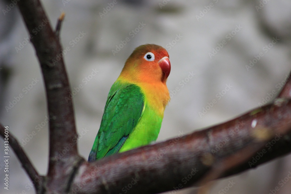 Poster closeup selective focus shot of a colorful parrot sitting on a tree branch