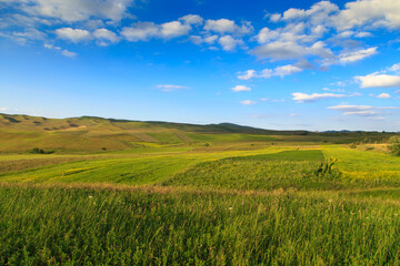 Fototapeta premium Beautiful spring and summer landscape. Lush green hills. Spring blooming herbs.