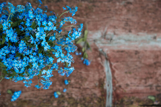 Cute Small Bouquet Of Blue Garden Forget Me Not Flowers On Old Wooden Background