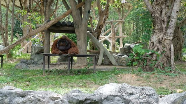 urangutan pongo pygmaeus with cheek pad resting relaxing in park