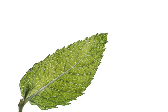 Closeup shot of a slippery elm plant isolated on a white background