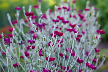 Bright red matthiola flowers growing in summer.