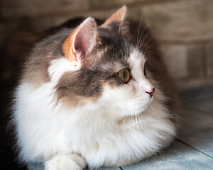 Close-up portrait of fluffy tricolor koshl lying on a wooden table