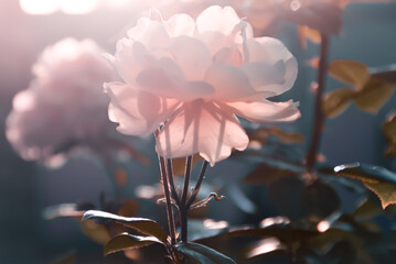 Close up garden beautiful pink rose flower blossom against sunset backlight on the dark background.