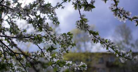 Flowers, cherry blossoms on the branches on a spring day. Beautiful spring background. Spring flowering in the garden wallpaper. Beautiful blossoming flowers of apple trees in the park.