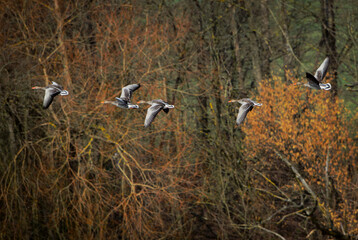Greylag Goose - Anser anser, large common water bird from European lakes and rivers, Flachsee, Switzerland.