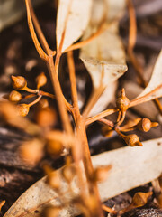 autumn leaves on the ground