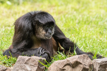 A black monkey is sitting in the grass