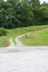 gravel driveway leading up a tree lined hill