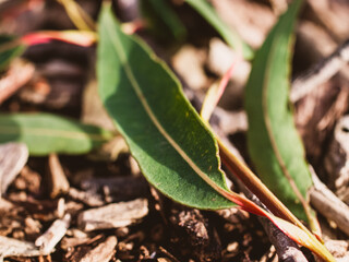 close up of a leaf