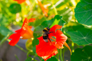 Pszczoła zbierająca nektar na czerwonym kwiatku - obrazy, fototapety, plakaty