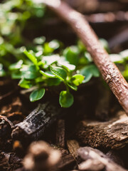 Small green plant