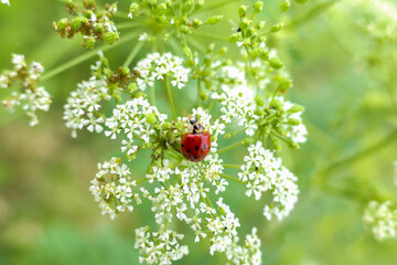 ladybug on a lacy white wildflower