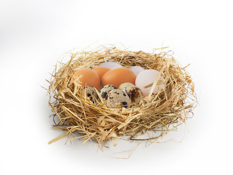 Characteristic 3 type eggs: chicken, duck, quail.