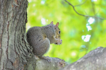 Naklejka na ściany i meble Squirrel eating in the crook of a tree