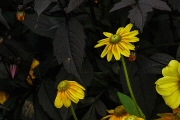Yellow flowers and black plant in park