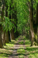 Alley of swamp cypress trees in Poti, Georgia