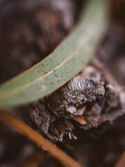 Macro of a gum leaf