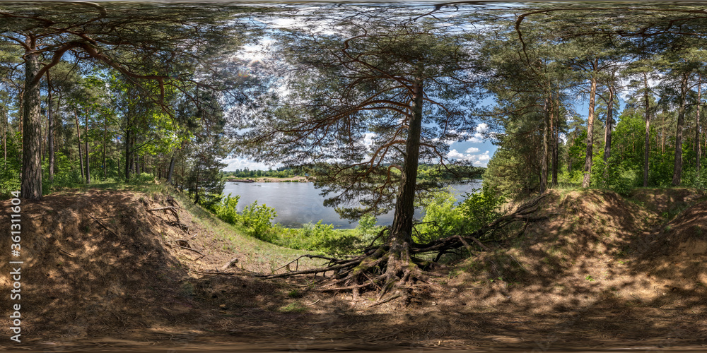 Wall mural full seamless spherical hdri panorama 360 degrees angle view in pinery forest with clumsy tree roots