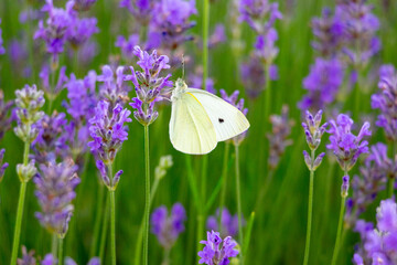 A white butterfly sits on a purple flowering lavender. 