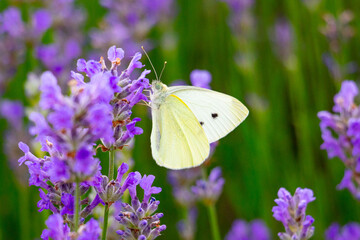 A white butterfly sits on a purple flowering lavender. 