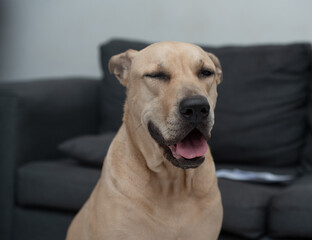 A portrait of a smiling senior dog