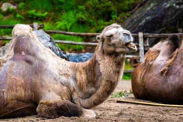 Camel chewing food and relaxing.