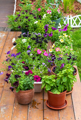 Fototapeta na wymiar A wide variety of species and colors of petunia decorate the garden or home