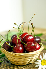 Ripe cherry berries in a wicker basket next to field daisies on a wooden background