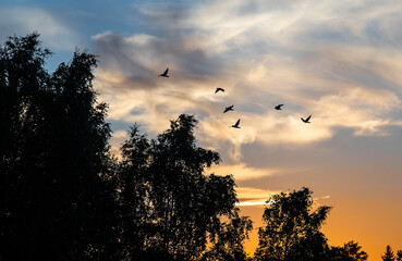 Birds passing by with the sunset in the background. 