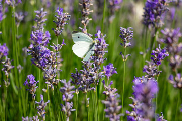A white butterfly sits on a purple flowering lavender. 
