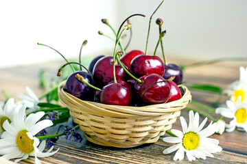 Ripe cherry berries in a wicker basket next to field daisies on a wooden background
