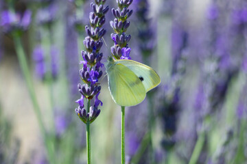 A white butterfly sits on a purple flowering lavender. 