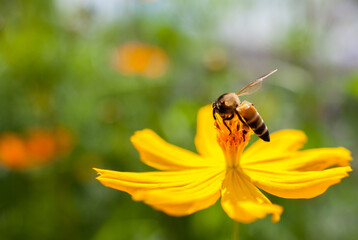 Bee