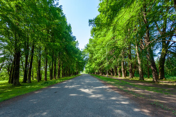 Fototapeta na wymiar Alley of swamp cypress trees in Poti, Georgia