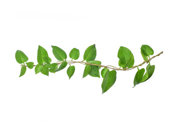 Twisted  vines  leaf with heart shaped green leaves isolated on white background, clipping path included. Floral Desaign. HD Image and Large Resolution. can be used as wallpaper
