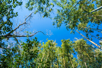 Blue sky