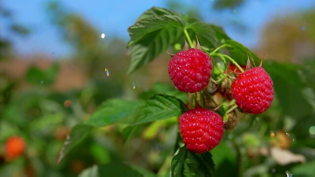 Summer raindrops are falling on the red ripe raspberries on the bush on the background of blue sky