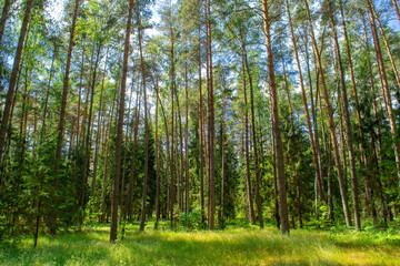 Beautiful summer forest in bright sunshine. Sunny pine forest