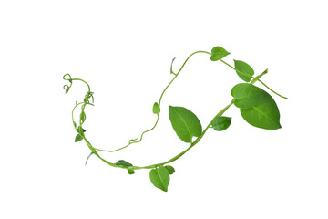 Twisted  vines  leaf with heart shaped green leaves isolated on white background, clipping path...