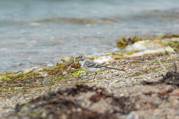 Juvenile White Wagtail, Motacilla alba, at a beach. It is a species of bird passeriform of the family Motacillidae. Shallow depth of field