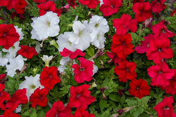 A red and white petunias. Beautiful close up of a red and white  wild petunia. Very beautiful...