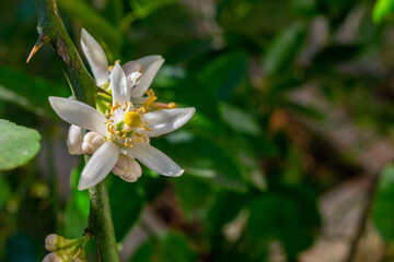 Lemon flowers on the tree with blurred background