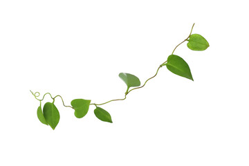 Twisted  vines  leaf with heart shaped green leaves isolated on white background, clipping path...