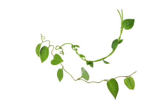 Twisted  vines  leaf with heart shaped green leaves isolated on white background, clipping path included. Floral Desaign. HD Image and Large Resolution. can be used as wallpaper