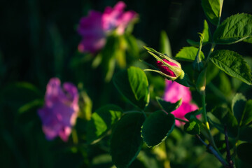 red flower in the garden