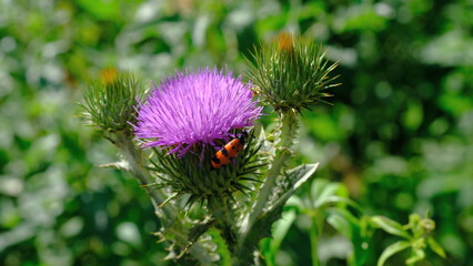 
Flowers in a city park. Background image for web design.