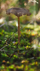 Petit champignon sur un fond vert