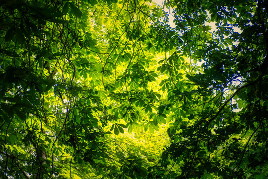 Sunlight through green leafy trees