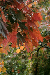 maple leaves in autumn